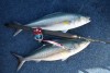 Scarborough Salmon Double Hookup
